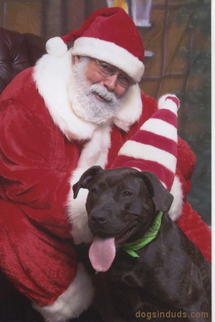 pitbull for christmas