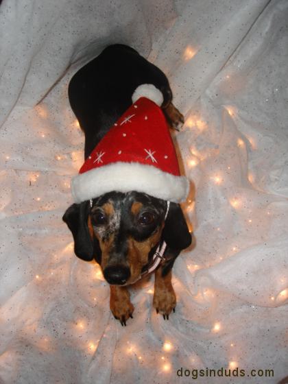 Dog wearing santa hat Dachshund wearing santa hat christmad weenie