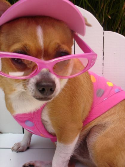 sassy puppy sassy dogs in duds sassy puppy sassy dogs in duds
