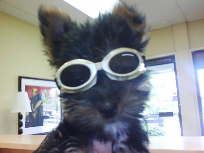 winston in his shades