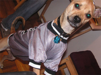 Pitbull+italian+greyhound+mix