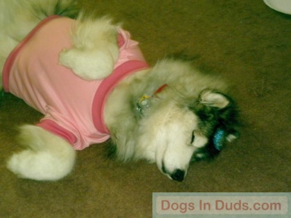 She's A Princess. Sierra lounging around. She's A Princess. Sierra lounging around.