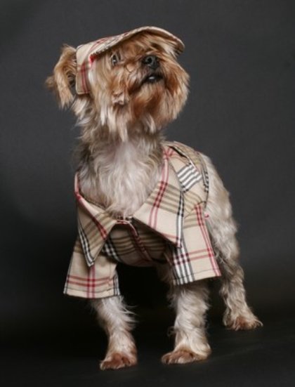 snazzy dogz