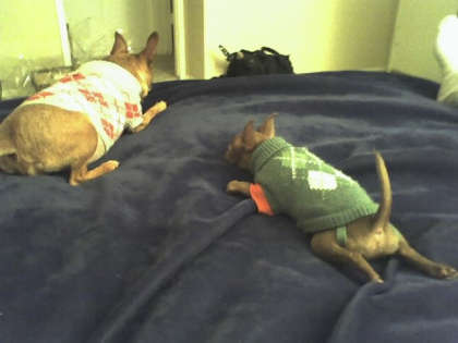 pablo sneaking up on ziggy
