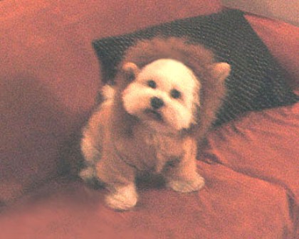 snookie