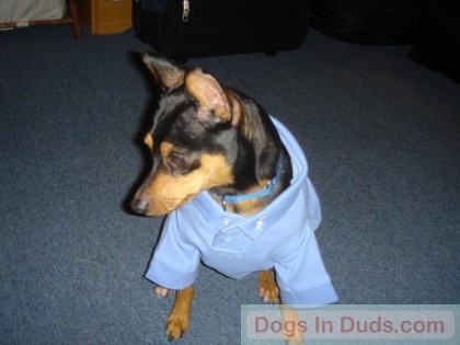 Spike wearing a golf shirt. 