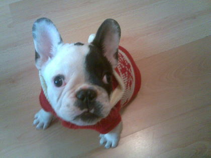 French Bulldog | Dogs In Duds For Dogs Who Like To Dress Up French Bulldog | Dogs In Duds For Dogs Who Like To Dress Up