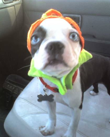 spuds the pumpkin