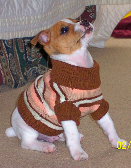 Stoney the dog