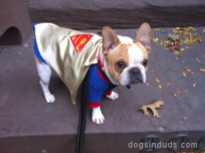 french bull dog superman costume superman dog costume funny cure dog frenchbulldog