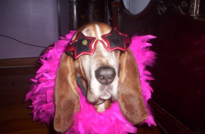 superstar dogs superstar dogs