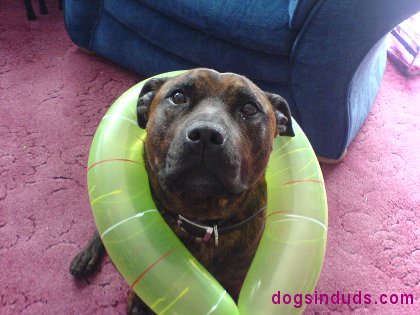 dog noodle, doggie paddle, doggy paddle, how to swim