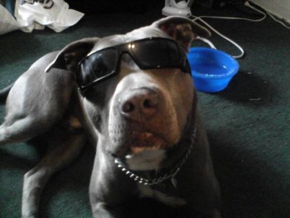 the terminator