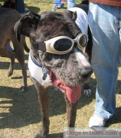 Tex In Doggles