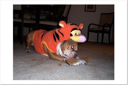 tigger got hungry