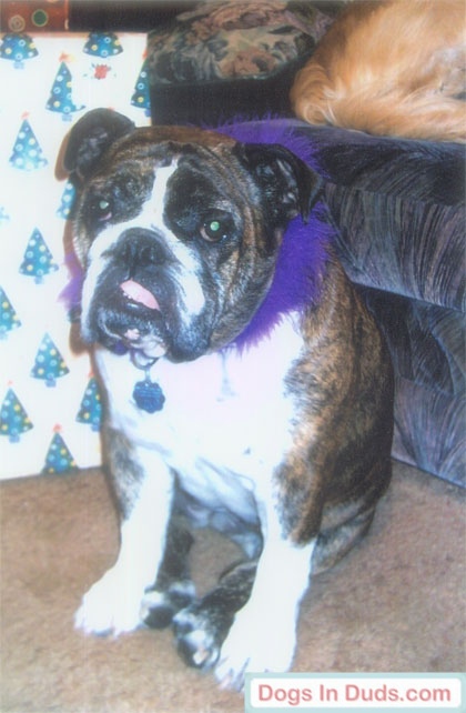 Tilly the english bulldog dressed up