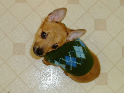 Toby