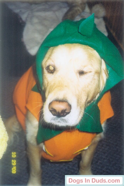 Truman the golden retriever in his halloween costume