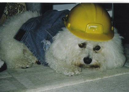 Funny Bichon Frise