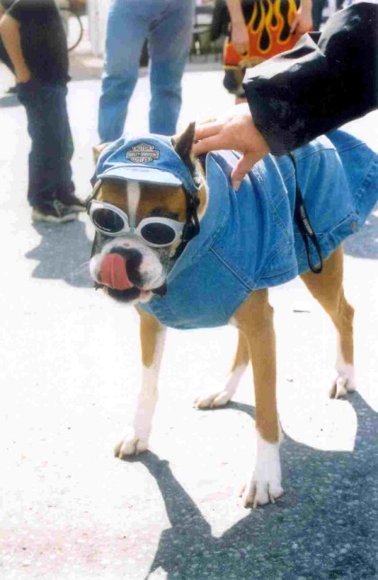 ty dressed to impress