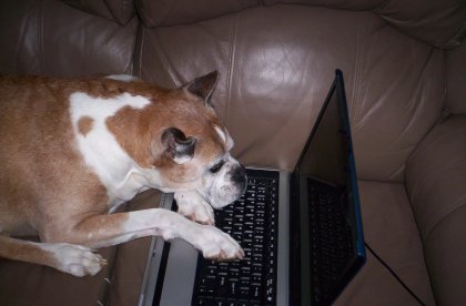ty reading dogsinduds.com