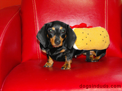 funny dog costumes. hot dog dog costume,
