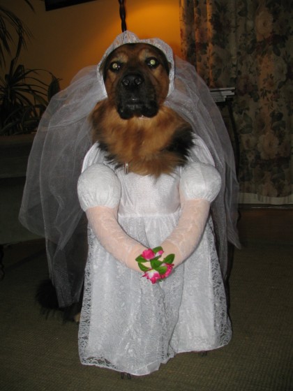 Dog Bride