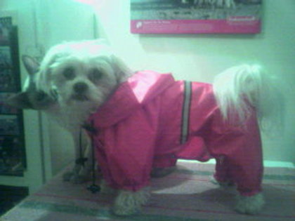 wind breaker