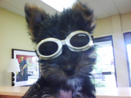 winston in his shades