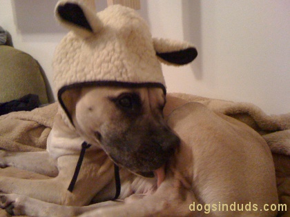 dog in sheeps clothing