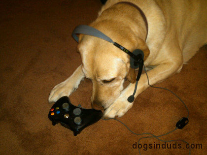 cute yellow lab dogs. xbox dogs how do you play xbox