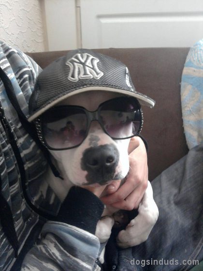 busta staffy terrier doggy cute puppy rapper dog yo dawg i'm a dawg dawg