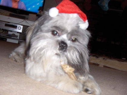 yummy bone