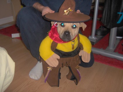 Filed under : Dog Clothes,Dog funny pictures of dogs in costumes. Filed under : Dog Clothes,Dog