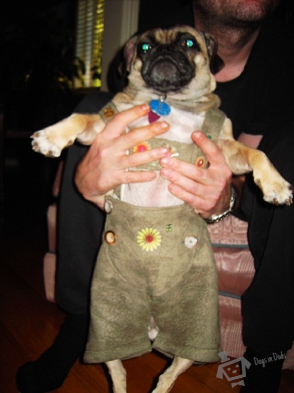 pug, leederhosen, lederhosen, octoberfest, funny pictures