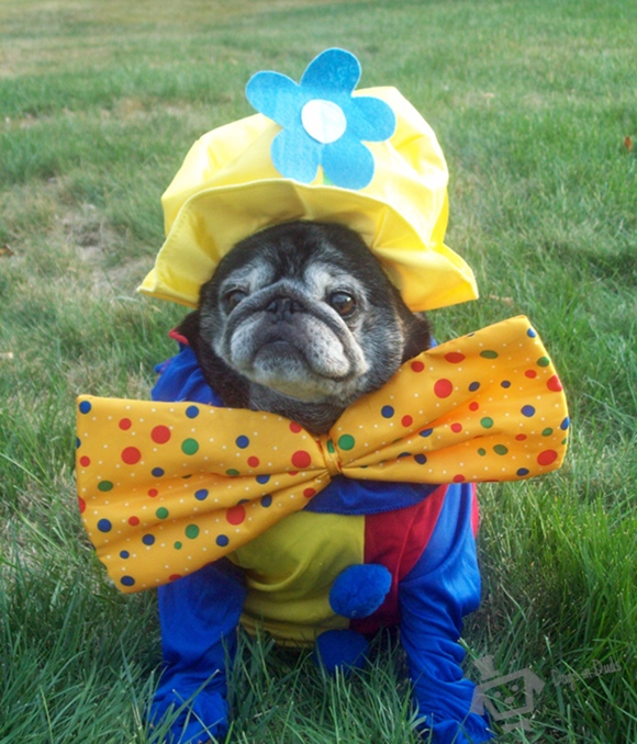 clown, dog, pug, funny, cute, dog pictures