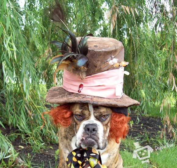 The Mad hatter