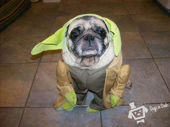 pug dessed up as yoda