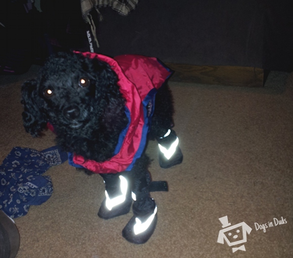 reflective dog shoes