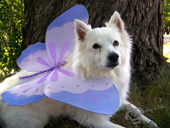 American Eskimo, contest, photo contest, American Eskimo puppies, American Eskimo breeder