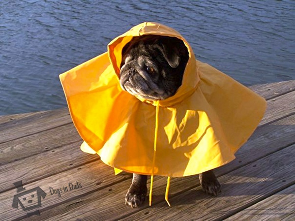 dog rain coat, rain jacket, dog clothes, dog cloak, funny dog pictures, pug, pugs, cute, cute pics, cute pugs, cute pug, funny pics,