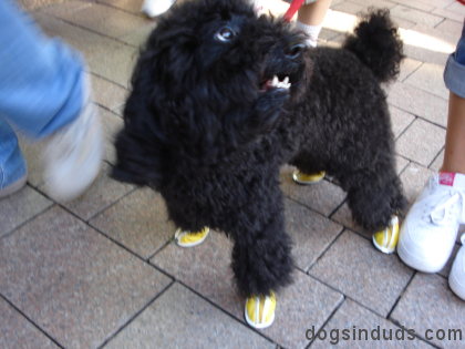 dog shoes
