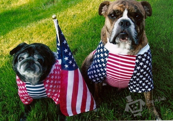 Two Patriotic Pups!