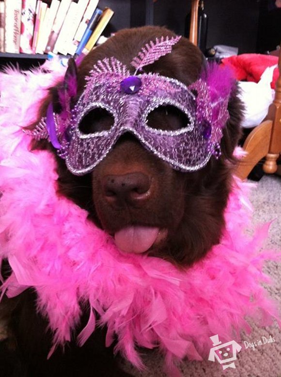 dog, mask, animal costume, funny animal costume