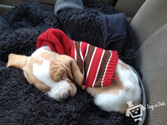 basset hound puppy wearing a sweater