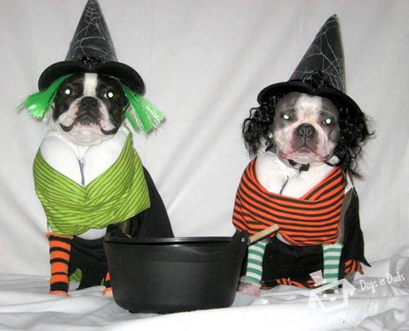 Dog witch costume