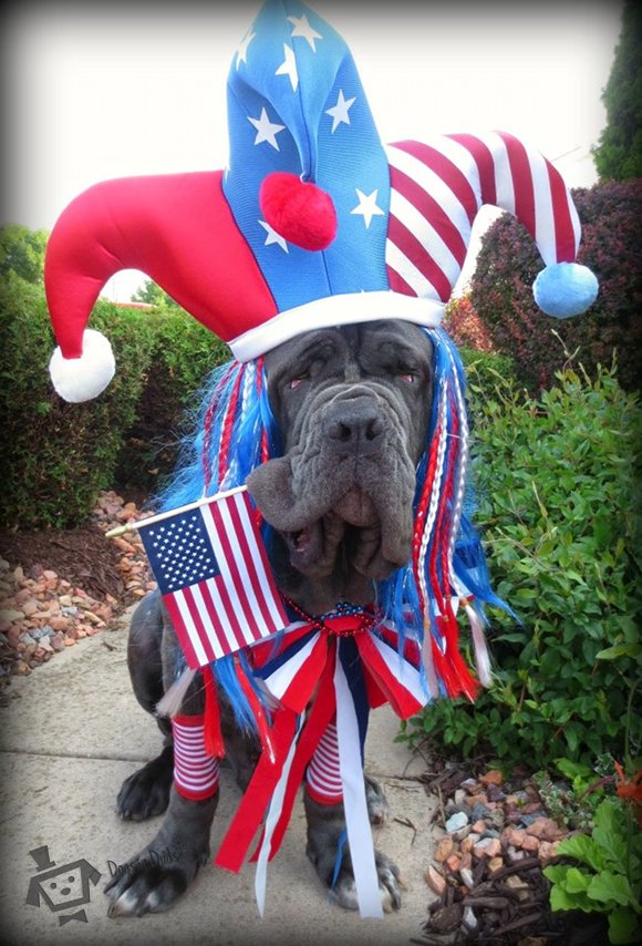 fourth of july, fireworks, BBQ, dog costume, funny dogs, funny pictures