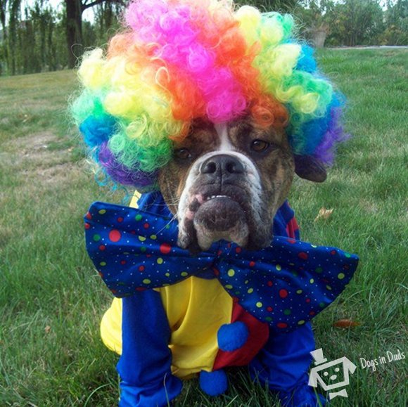 clown costume