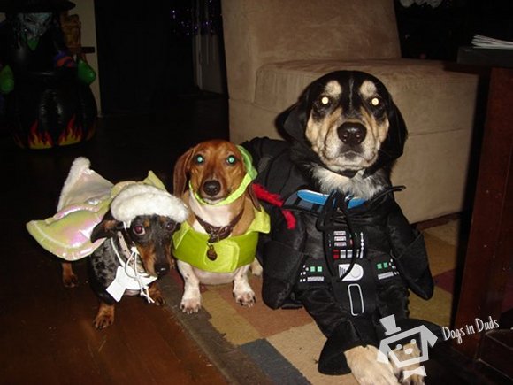 darth vader dog costume, peter pan dog costume, angel dog costume, halloween costume ideas, dogs, halloween, dog costume