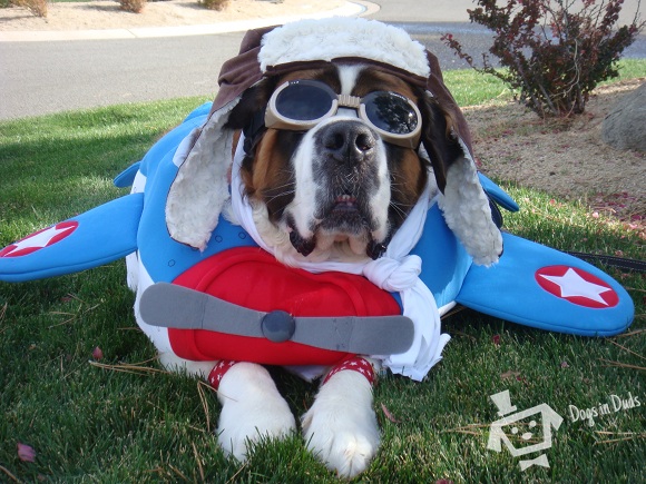 St. Bernard costume